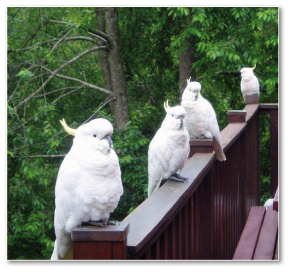 cockatoos